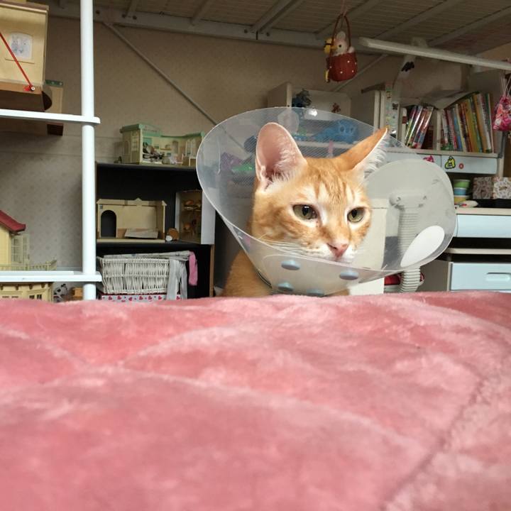 2950444f 78c4 43f2 9b34 fa7641bf77c0 1508565783941