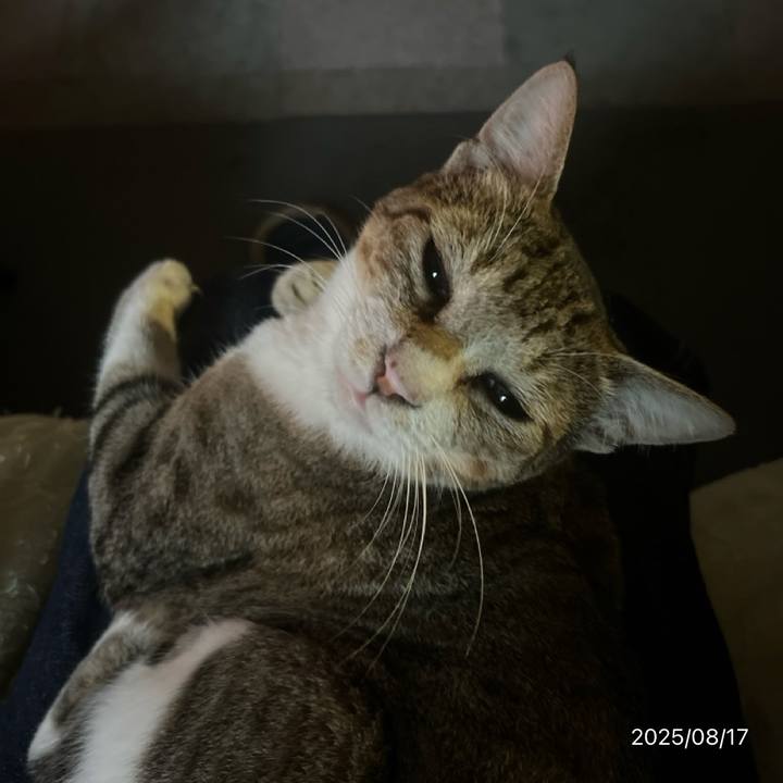 29509cb2 d060 4862 b63b 505699c03ed2 1755420778016