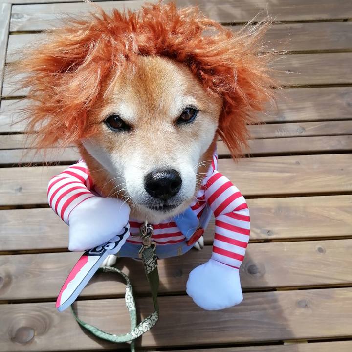 295856bf 3bd3 4729 be88 32bbfbc4bcd1 1603069876903