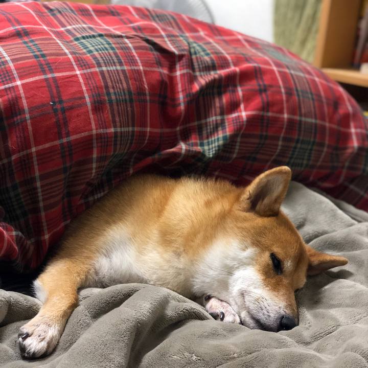 2958d2aa 101c 4f9a 8c7d f2c794f76732 1542456919514