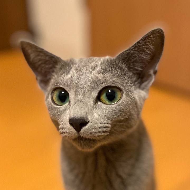 295abb45 cdf3 4279 9acc 2adc68e9189e 1603540311147