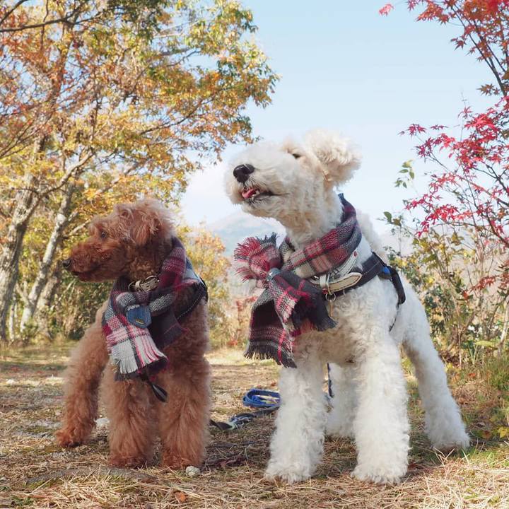 295b855f daa4 4040 a072 34439d4b344a 1543762729687