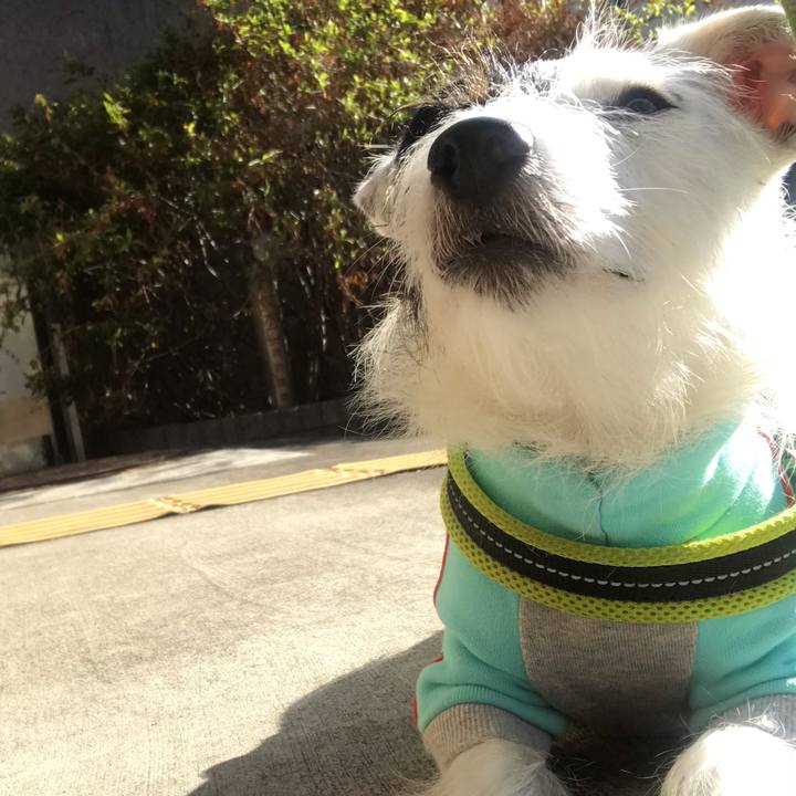 295d4e8c edf8 4014 9031 482d0ec8c915 1541121954688