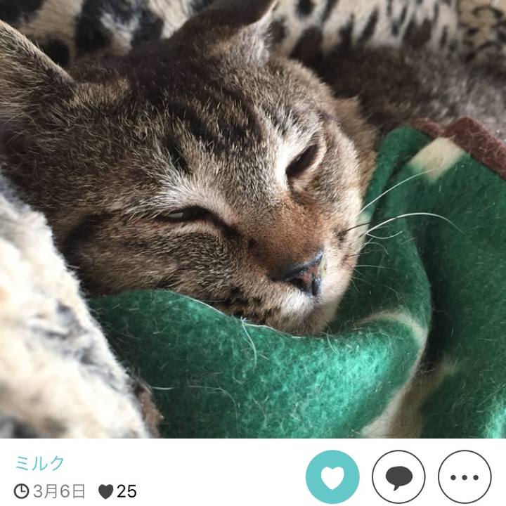 295e0666 60df 4434 8654 44974ce41215 1511690028516