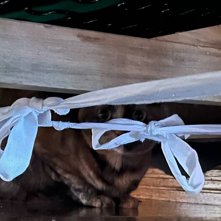 295e588c bd13 4d05 8f10 25b37a8cedfc 1749353394645