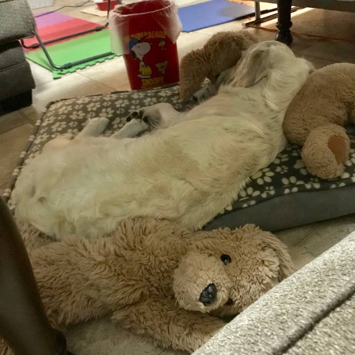 296185e0 ba89 4188 abe7 8b82df812bb5 1544688986531