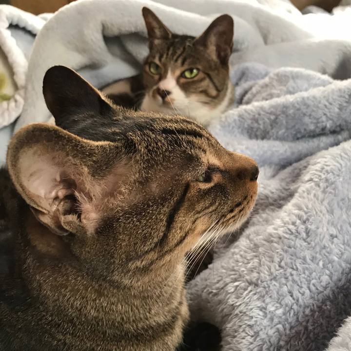 2962c12d 05b4 4e68 a46c 166df0675476 1512436003855