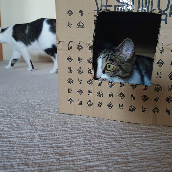 296862a5 7246 4160 9303 38184b5c74dd 1623283322376