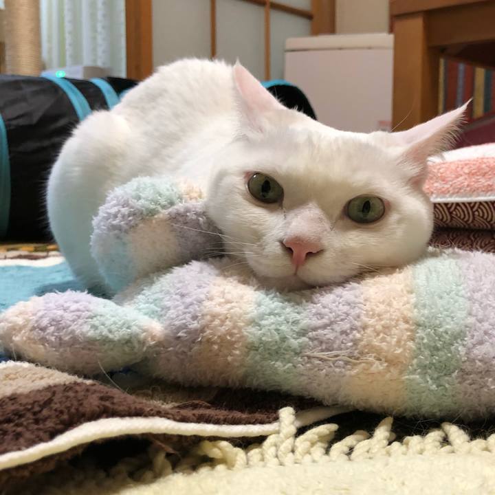 296bd245 fab1 41ac 8f88 e37dae54897b 1526915372280