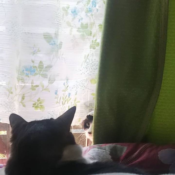 296f6746 48e7 478f 960a 0c7449dcf225 1618882162671