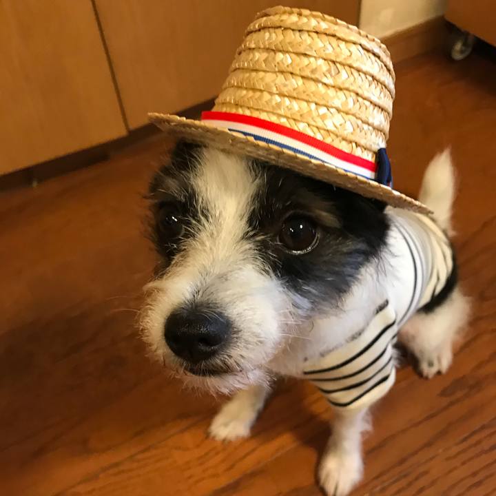 2971e286 ee35 40f6 8657 0121a3448668 1596358464785