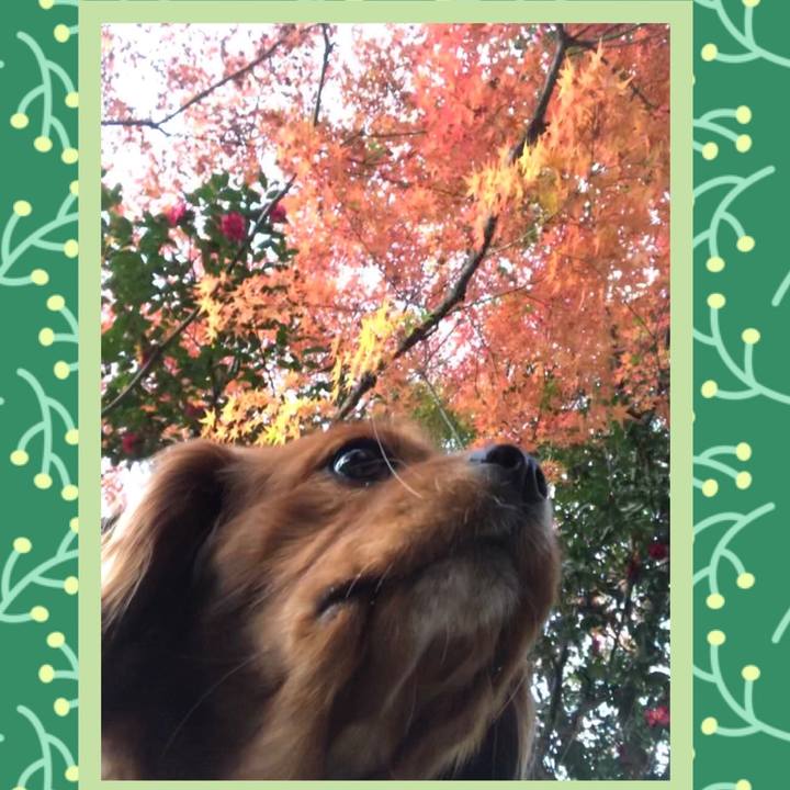 2973445c d72a 4a3c 9e28 bcb1749724ba 1575111327621