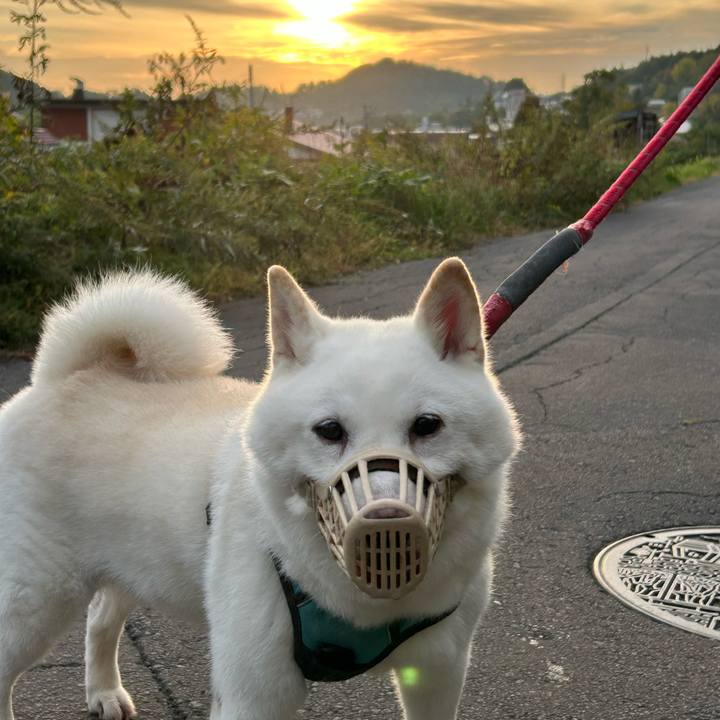 29767457 61e6 4faf 8ad7 40371c910860 1759094634028