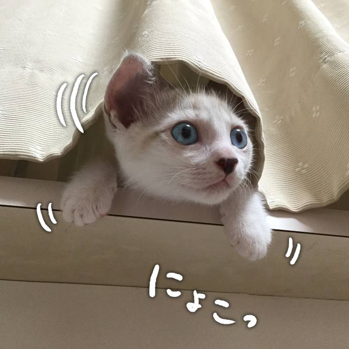 297cfa7a c88e 4f3f a8a8 039f35f2eeee 1597962657411