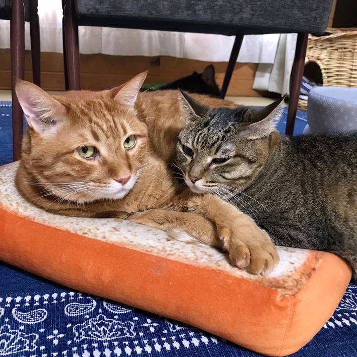 297e6bfc 2d4d 4b31 8b5f 8f0a2b604ed0 1538631316785