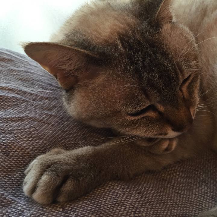 298034b0 c2f3 4356 85ca af0fc8cce276 1529836615166