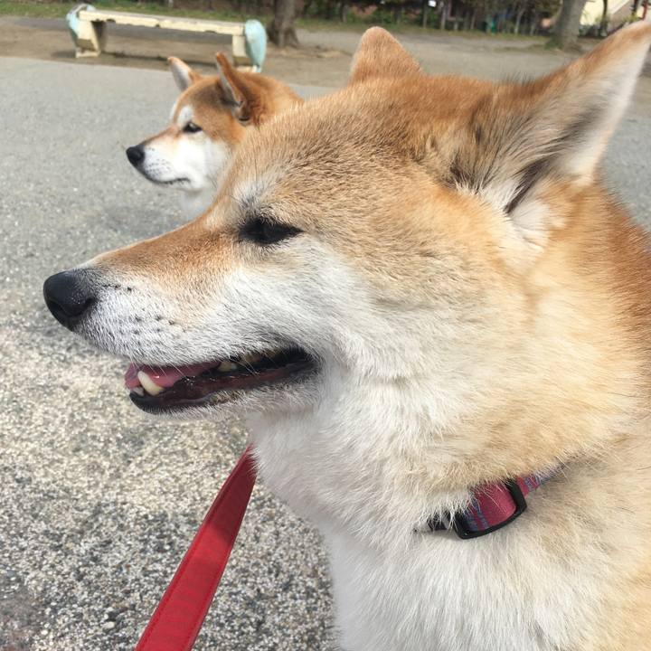 29821585 ae5a 482d af6b ed26a6d1d0fa 1616893242893