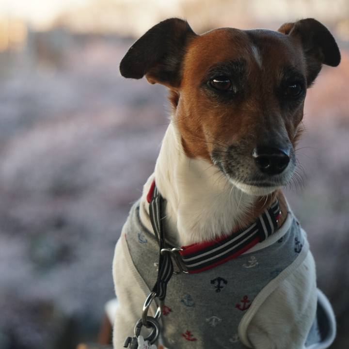 29829854 6a95 4056 bc46 00ad9e663494 1554677575751