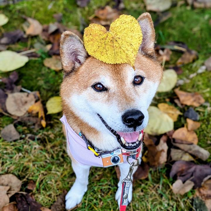 2982d788 9836 4edb 9de2 4ac5eb4a90da 1759721025604