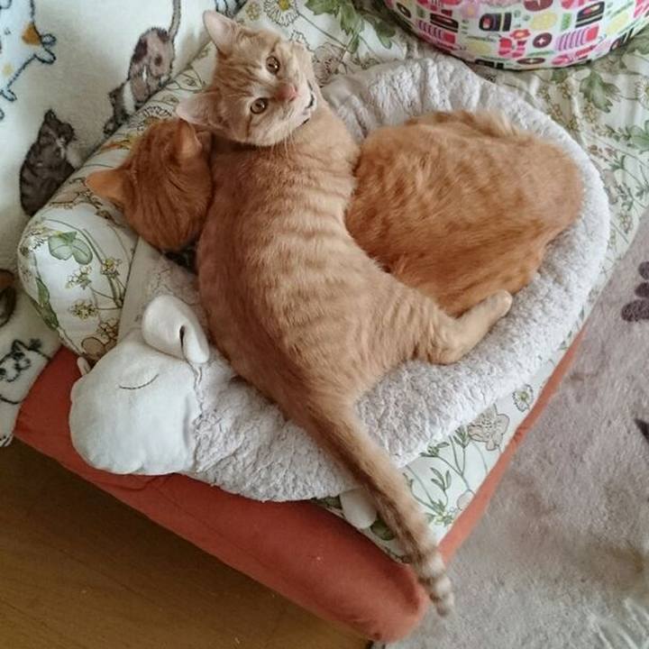 2983366c 8f46 496c 8ff5 c618dfbca0f4 1544311232619