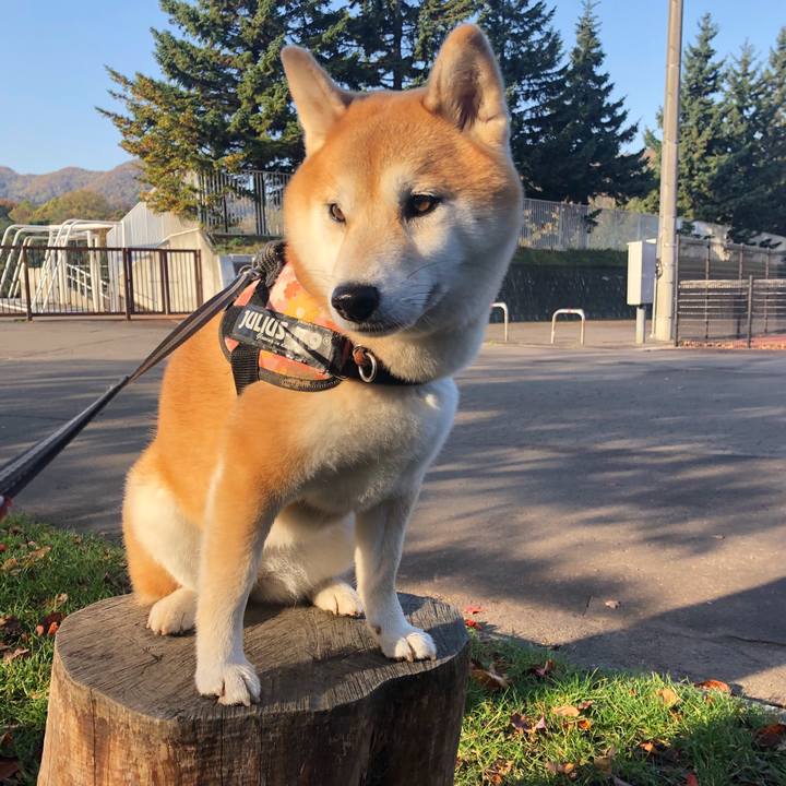 298406c4 95c8 46be a777 4e955a8ac29e 1540260254662