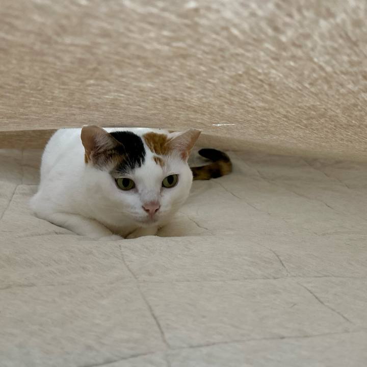 29851d7a 7e3f 4ee1 97b4 e7d93046093b 1761197928524