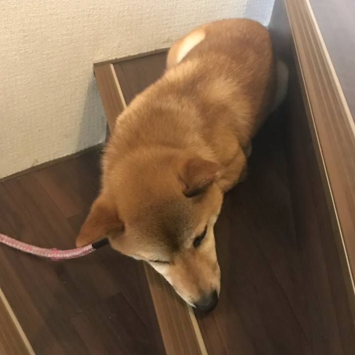 29887324 cd37 43c3 bccb c6479d996527 1529395831673