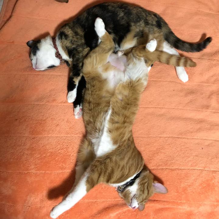 2988bcf2 4720 4853 a44b 92abb9b5f473 1556277729562