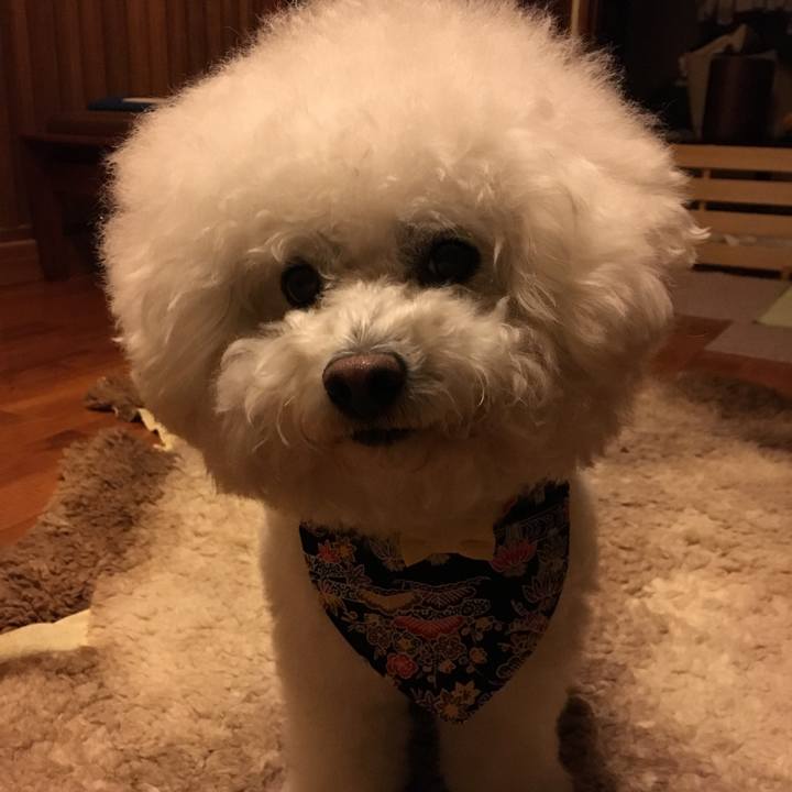 298aca0b b286 434e 9f0f 63bc6bd9147f 1513894261129