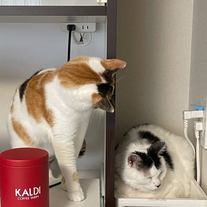 298cb247 b43f 4fa8 a9ab 1f914d754e03 1621567802434