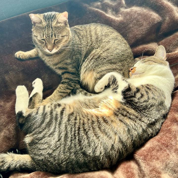 298d3dec 76d3 4a3d 947a cc8ce2e3b4dc 1762523115804