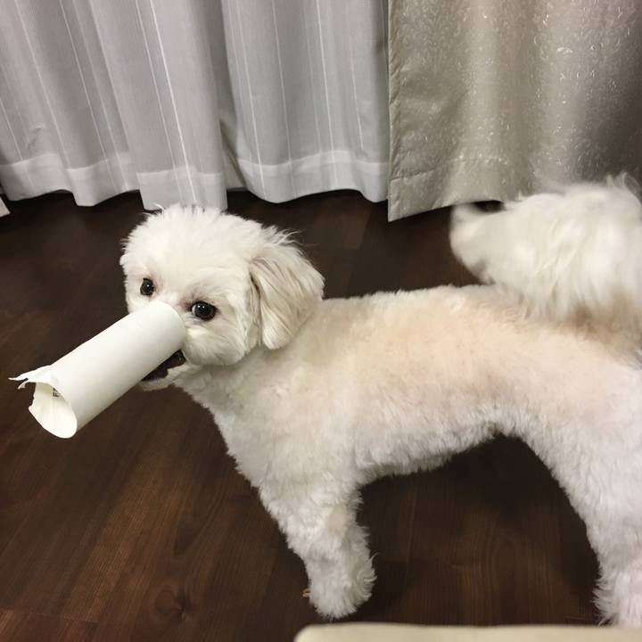 298e8835 2bc1 4a4e 90db 8e2e77e96b87 1583585856666