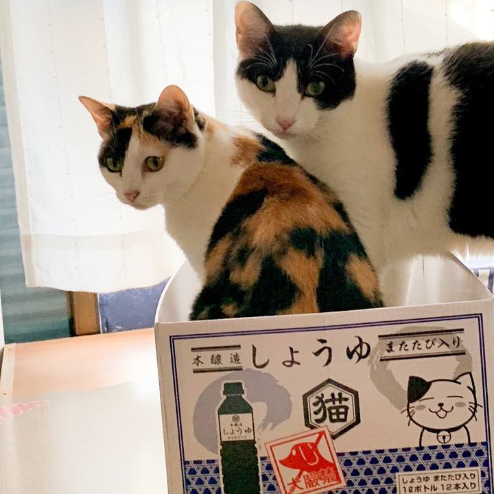 2991e2e0 a715 4f57 b143 d24703775f8e 1539138046869