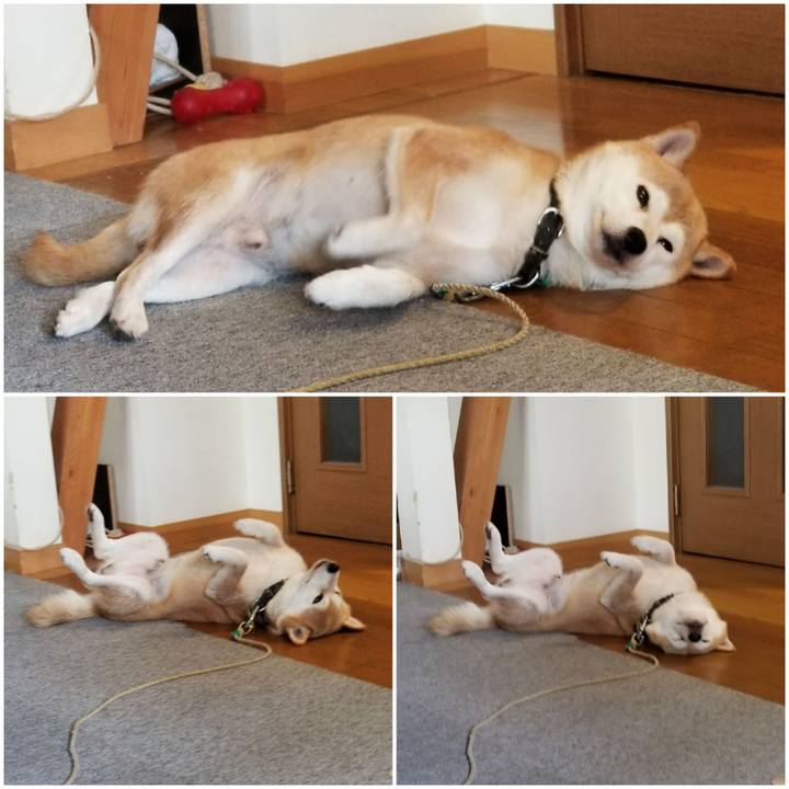 29932d89 9748 490d 9aa1 c5e14b757103 1596341885794