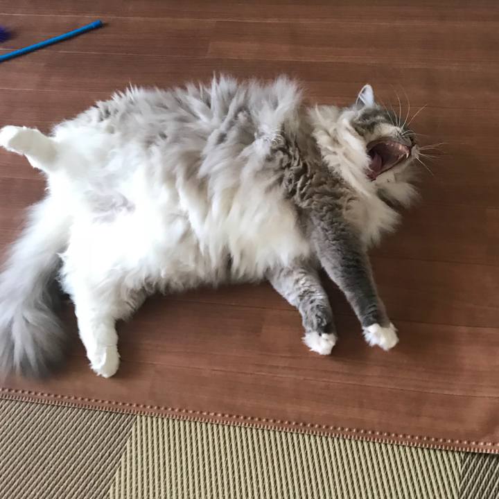 29936924 11e3 4d13 88ee 5805a9af71ae 1522275168568