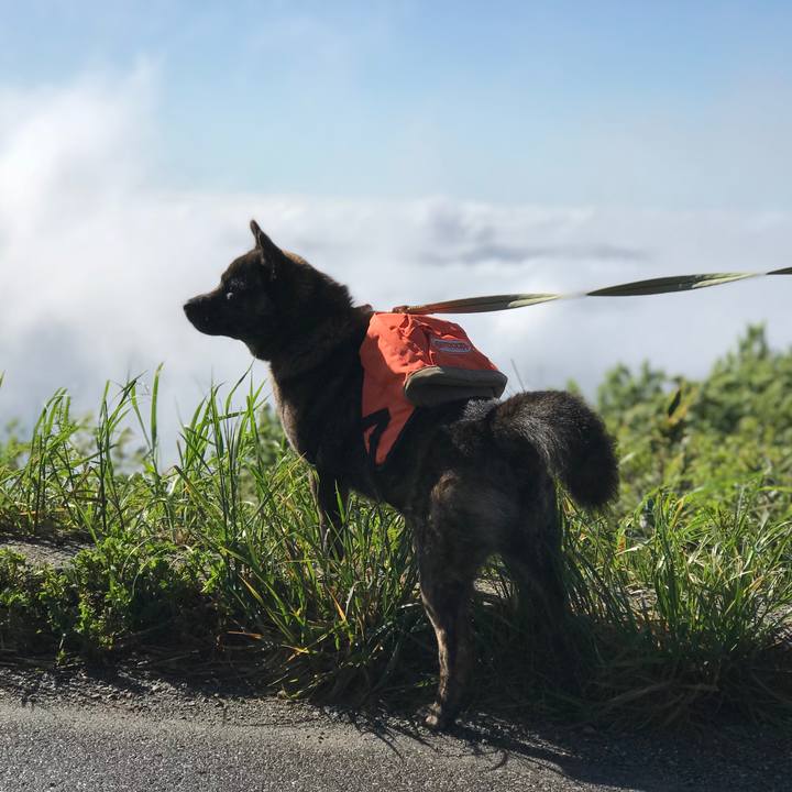 299397ba 8b02 409d a650 103665c9b3e0 1526809393896