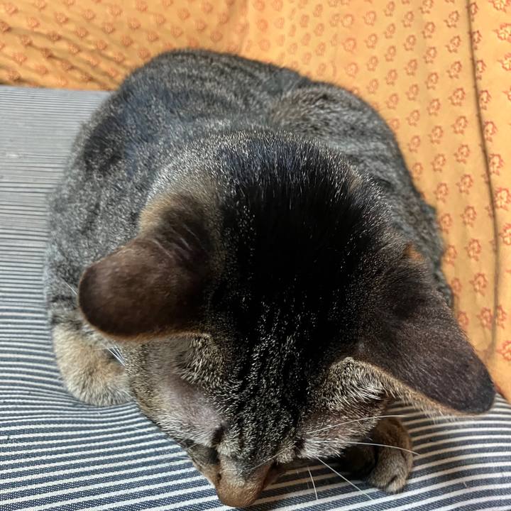 299a039e 7edb 44df bf8c 4b5af3076530 1764675055554