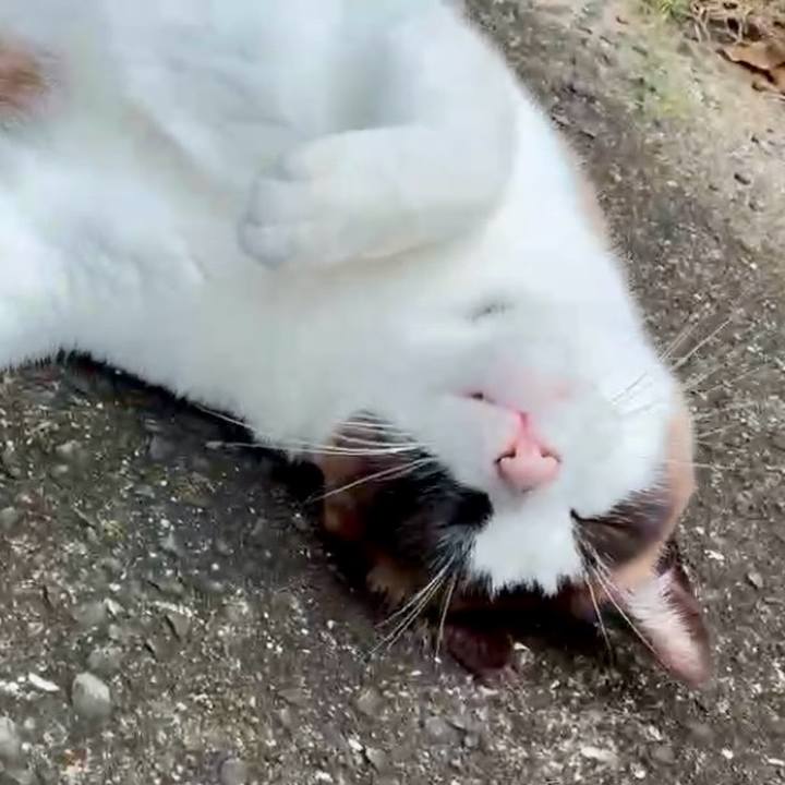 299b776d d46e 4c94 9f75 937179f98112 1750039349077