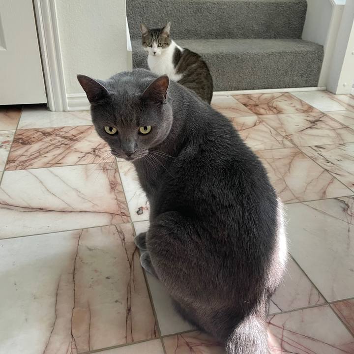 299c1545 2735 4155 8126 286542e3da38 1743982544359