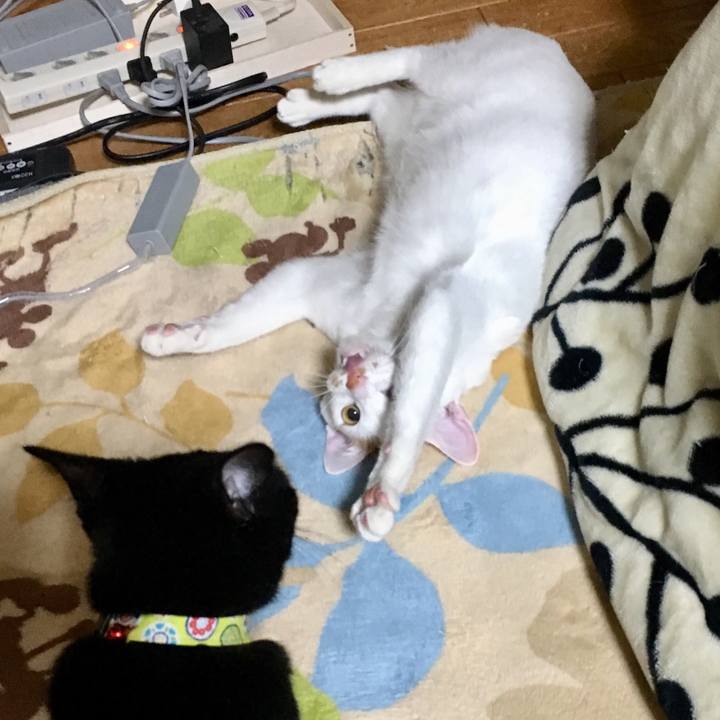 299c9548 a7cf 4498 a3d0 5ac1e453f800 1518286581985