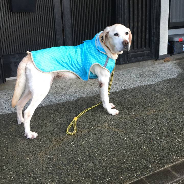 299d02fc 7182 4ada 84ad 6c131ab5cf47 1577364744085