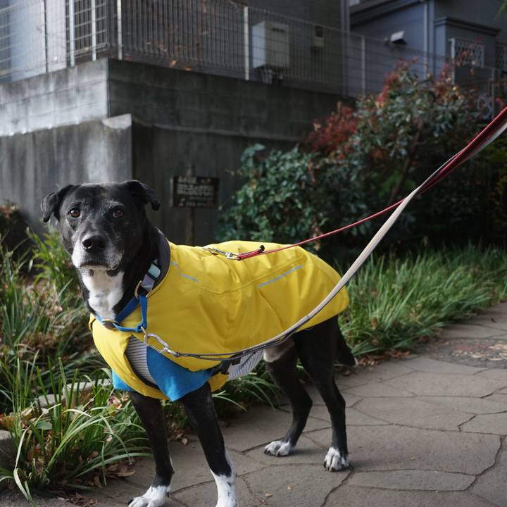 299d6d7e d46f 4c0d a889 3b709d85b07c 1765847214567