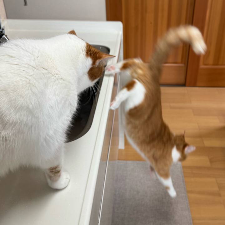 299f800e 78c5 4ab1 8a2a cae50501b4ef 1773369303367