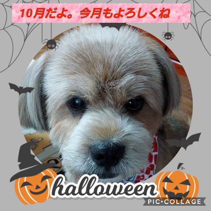 29a12ce8 e13a 4555 811a 169f7daad9d9 1633040898194