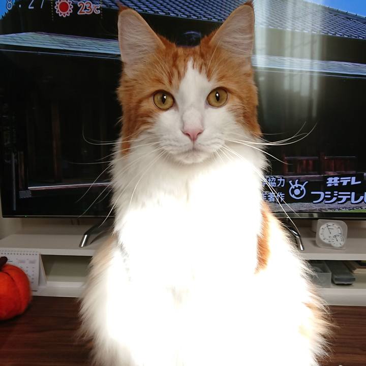 29a1e7c0 4bc0 4ebf ba74 aae75ec8702f 1540078183081