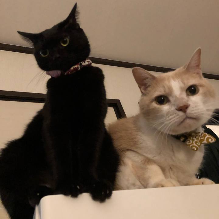 29a59835 633f 439d b95b 113df38084d8 1574203193353