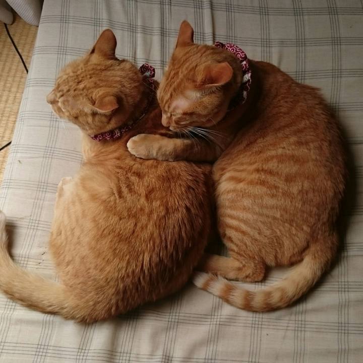 29a7f179 bc53 4036 97c2 7fb8ffead84d 1527569998586