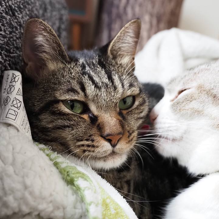 29a8965b 5080 4b30 8c4a b200cf6d6a62 1602387217043