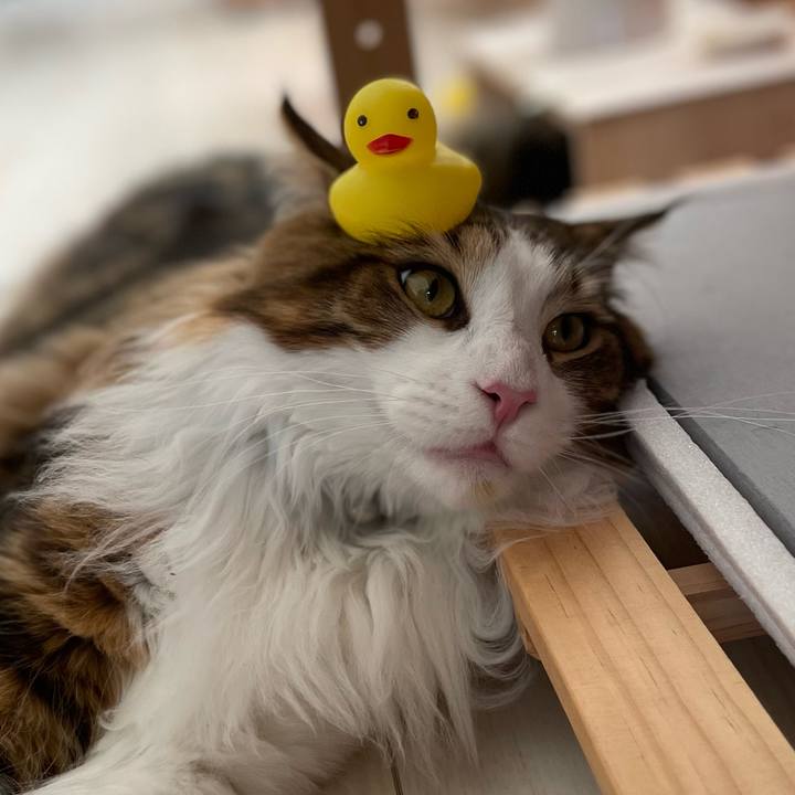 29a9e6d2 7c17 4a72 9834 1e9368e53bdc 1649458770352