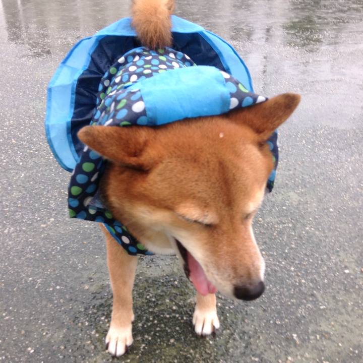 29af48f5 0deb 4f9d 9464 51d8d9b8fe0b 1508657850728